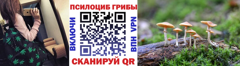 Псилоцибиновые грибы Psilocybe  Дербент 
